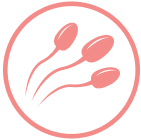 Male Reproduction