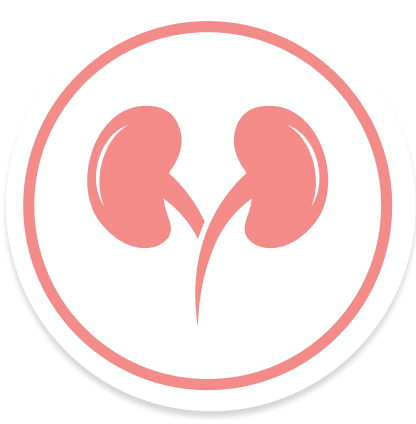 Kidney Icon