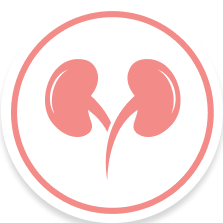 Kidney Icon1