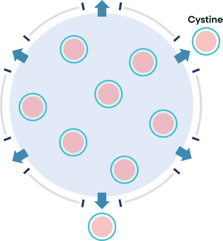 normal lysosome