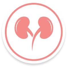 Kidney Icon