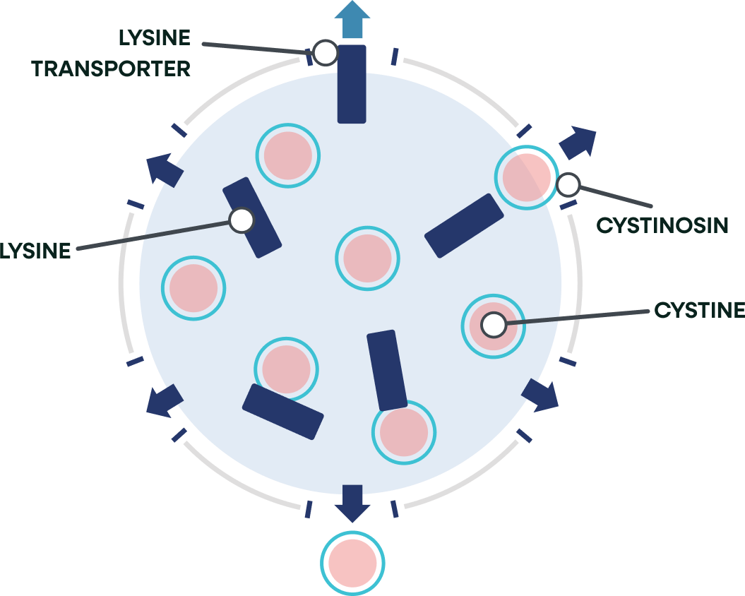 healthy lysosome image